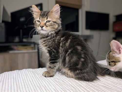 DOLLIE - Domestic Medium Hair available for adoption