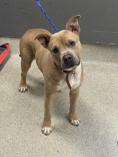 BRONCO - American Pit Bull Terrier available for adoption