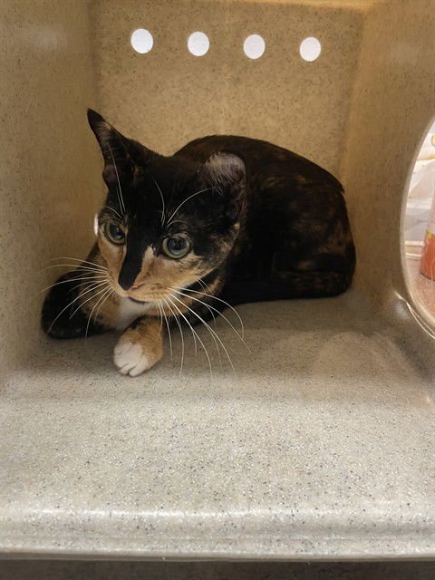 SARAI - Domestic Short Hair available for adoption