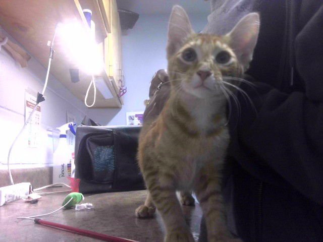 MILO - Domestic Short Hair available for adoption