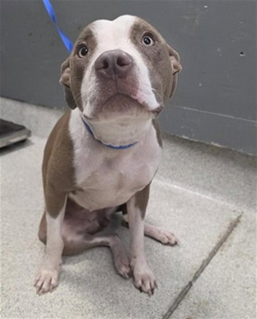 COTTON CANDY - American Pit Bull Terrier available for adoption