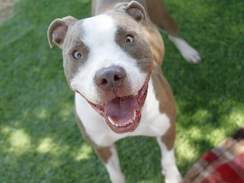 COTTON CANDY - American Pit Bull Terrier available for adoption