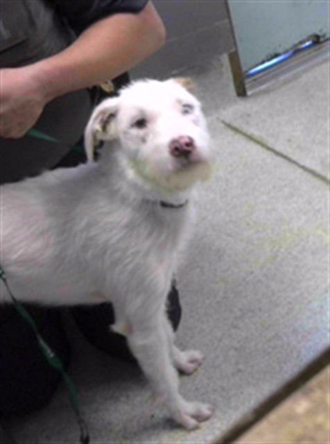 ANASTASIA - Poodle (Standard) / Labrador Retriever available for adoption