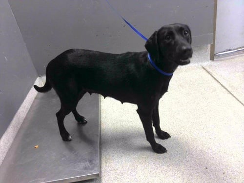 DOROTHY - Labrador Retriever available for adoption