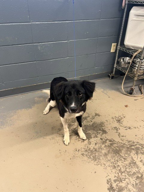 MIYUKI - Border Collie available for adoption