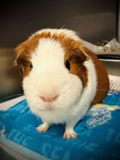 SCOTTY - Guinea Pig available for adoption
