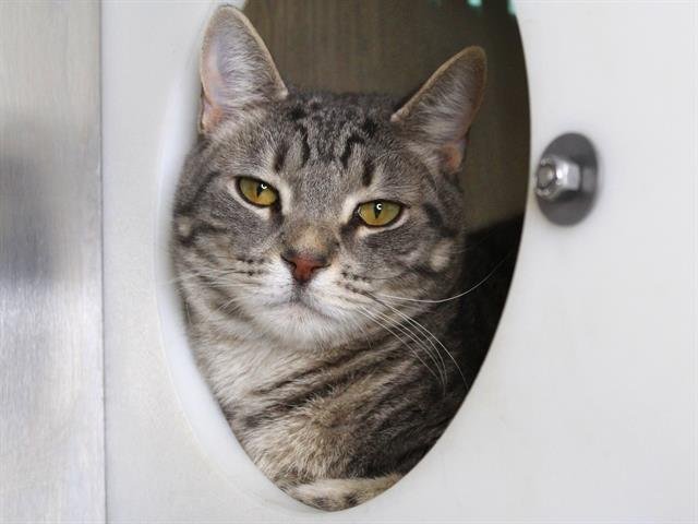 ASHER - Domestic Short Hair available for adoption