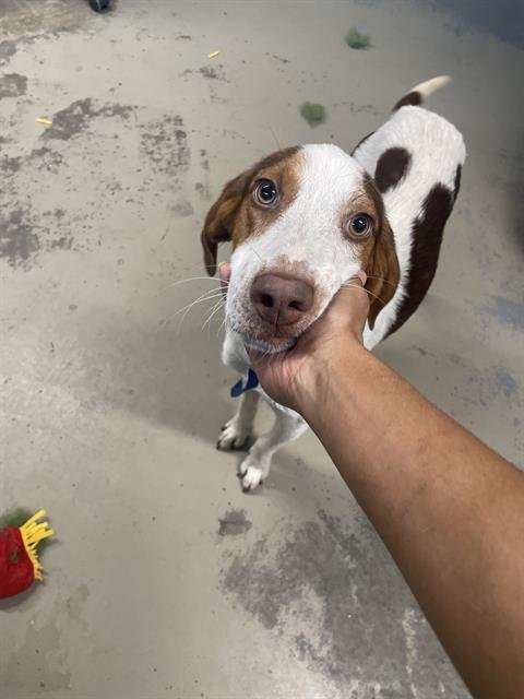 BUGG - Treeing Walker Coonhound available for adoption