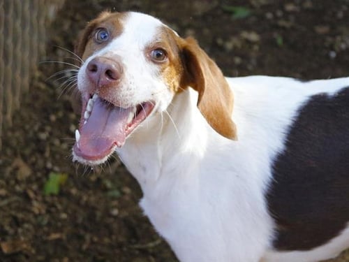 BUGG - Treeing Walker Coonhound available for adoption