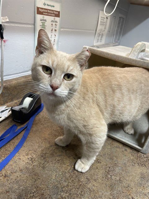 ISABEAUX - Domestic Short Hair available for adoption