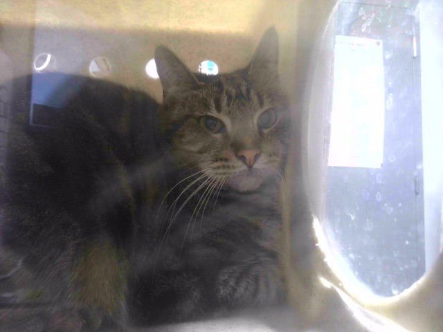 BANDIT - Domestic Short Hair available for adoption