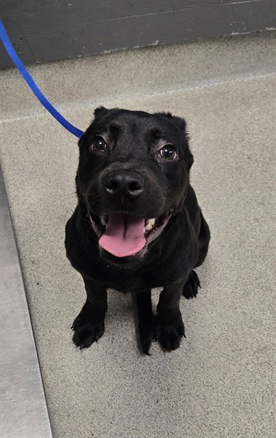 BRAVE - Labrador Retriever available for adoption