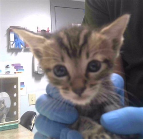 COULDA - Domestic Short Hair available for adoption