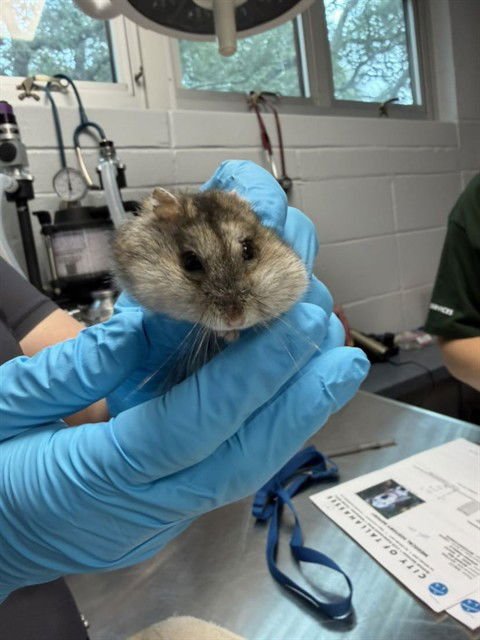 FINN - Hamster available for adoption