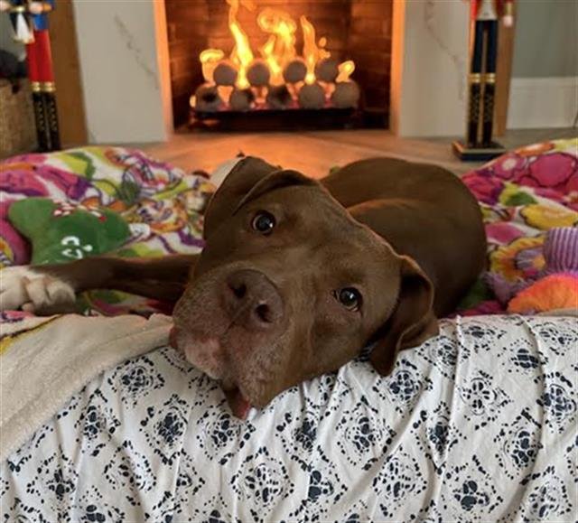 SOCKS - Labrador Retriever / American Staffordshire Terrier available for adoption