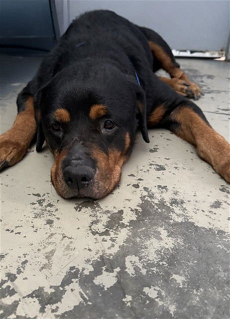 SASHA - Rottweiler available for adoption