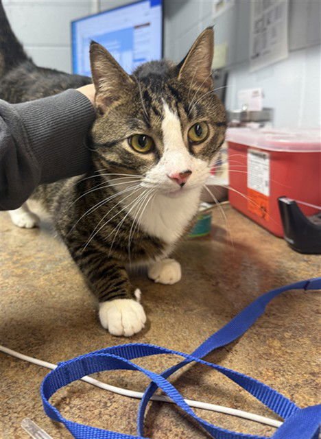 GEORGE - Domestic Short Hair available for adoption