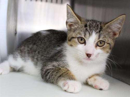 WHIPPED CREAM - Domestic Short Hair available for adoption