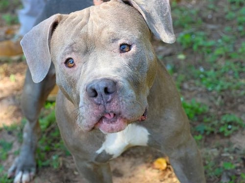 ALEX - American Pit Bull Terrier available for adoption