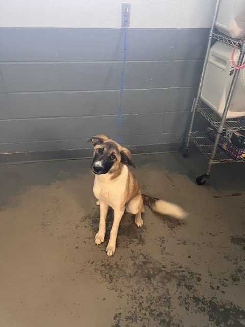 HAZELNUT - German Shepherd Dog / Siberian Husky available for adoption