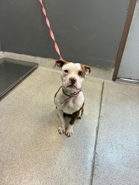 BUNNY - Boxer available for adoption