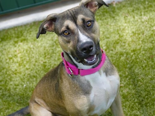BLUE - American Pit Bull Terrier / Akita available for adoption