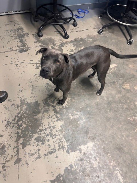 ROSIE - American Staffordshire Terrier available for adoption