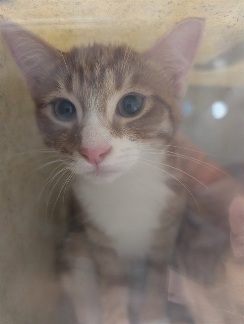 NOODLES - Domestic Short Hair available for adoption