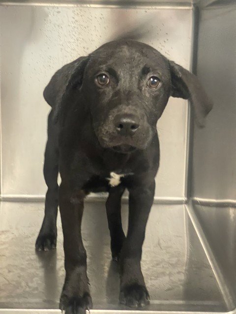 OPAL - Labrador Retriever available for adoption