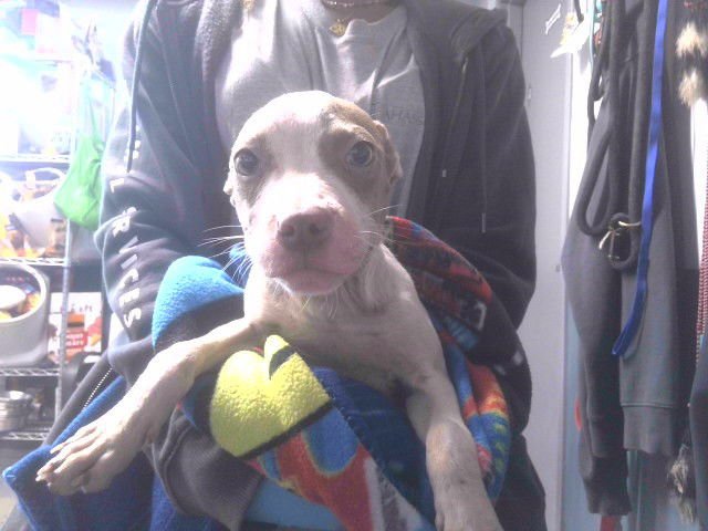 MOUSE - American Staffordshire Terrier / Boston Terrier available for adoption