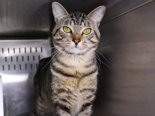 PETEY - Domestic Short Hair available for adoption