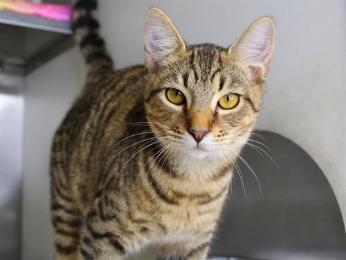 SNOOP DOGG - Domestic Short Hair available for adoption