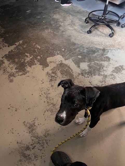 GREENWAY - Great Dane available for adoption