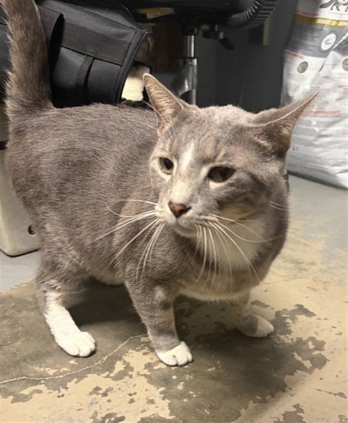 CHURCH - Domestic Short Hair available for adoption