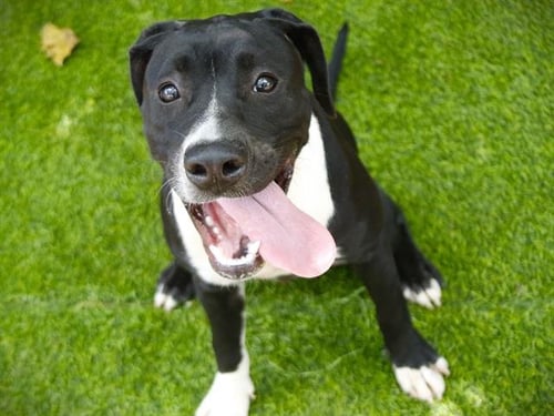 GYPSY - Staffordshire Bull Terrier available for adoption