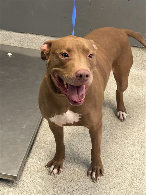 SMILEY - American Staffordshire Terrier available for adoption