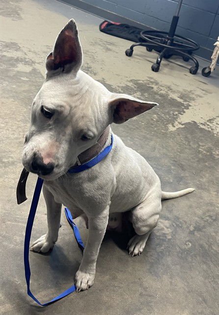 CLAIRE - American Pit Bull Terrier available for adoption