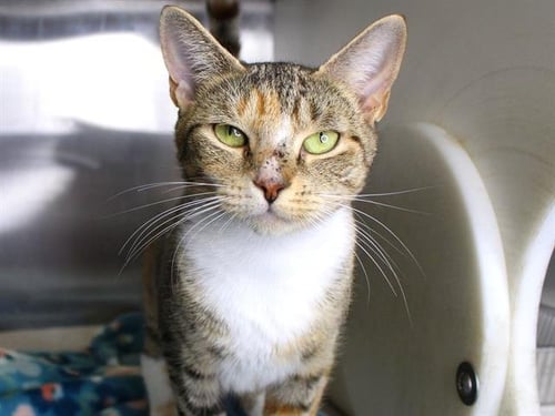 LINDA - Domestic Short Hair available for adoption
