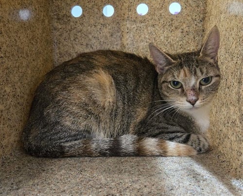 LINDA - Domestic Short Hair for adoption in Tallahassee