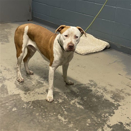 BRICK - American Staffordshire Terrier available for adoption