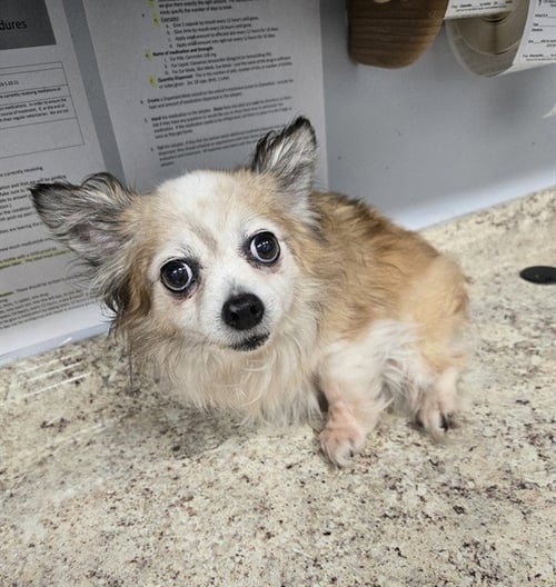 PIXIE - Chihuahua available for adoption