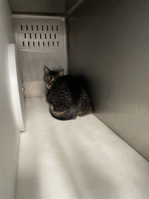 OLAF - Domestic Short Hair available for adoption