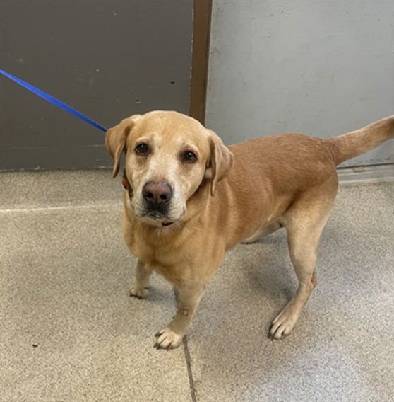 HANK - Labrador Retriever available for adoption