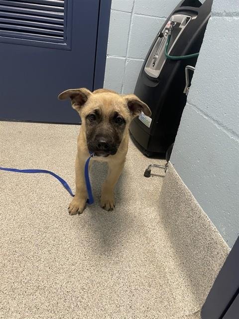 TEDDY BEAR - Black Mouth Cur available for adoption