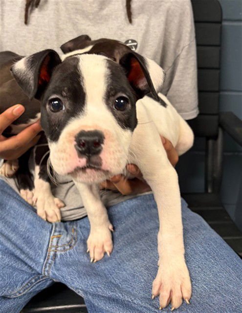 MORK - Boxer available for adoption