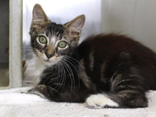 CALUSA - Domestic Medium Hair available for adoption