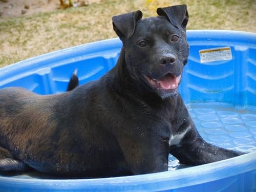 KAIRO - Labrador Retriever / Pit Bull Terrier available for adoption