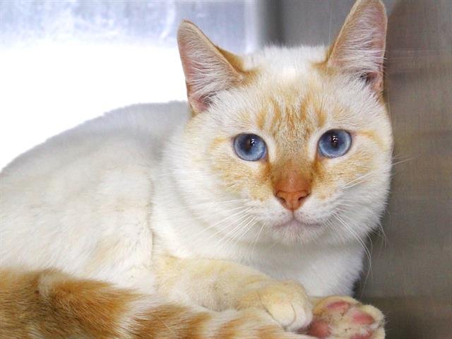 ALFREDO - Domestic Short Hair available for adoption