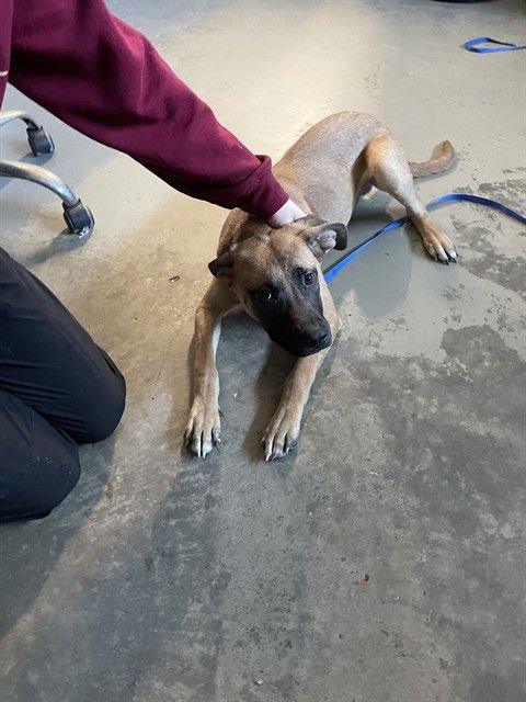 RICARDO - Belgian Shepherd Malinois available for adoption