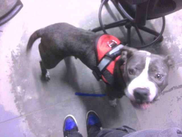 SHAY - American Bulldog available for adoption